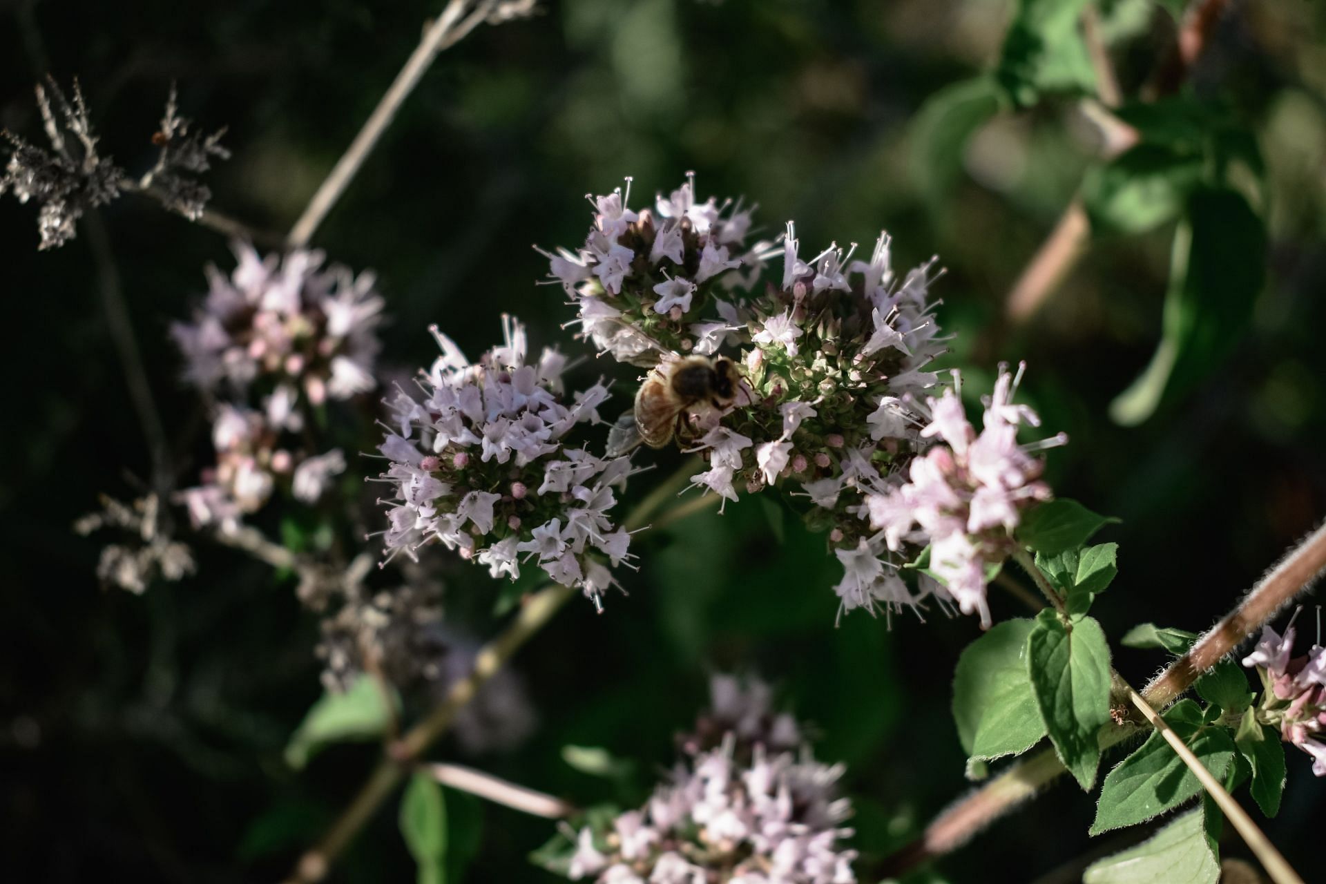 Helps in treating stomach ulcer. (Image via Unsplash / Deniz Rona)